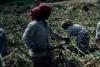 Farmers working in a sugarcane farm.