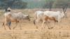 Cows walking in an arid landscape